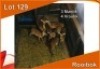 7x ROOIBOK/IMPALA M:3 V/F:4 (Per stuk om lot te neem)