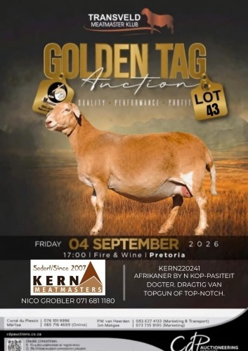 1 X MEATMASTER RECORDED EWE KERN MEATMASTERS