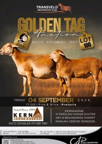 1+1 X MEATMASTER RECORDED EWE KERN MEATMASTERS