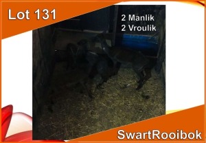 4x SWART ROOIBOK/BLACK IMPALA M:2 V/F:2 (Per stuk om lot te neem)