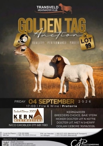 1+1 X MEATMASTER RECORDED EWE KERN MEATMASTERS