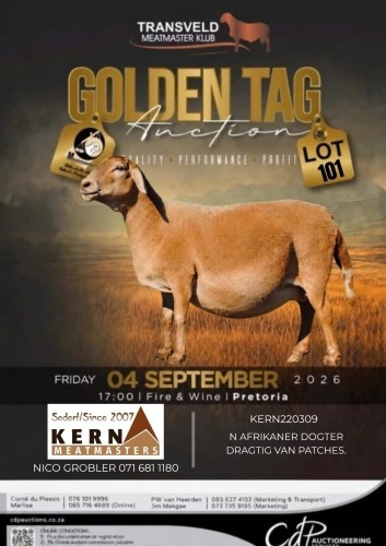 1 X MEATMASTER RECORDED EWE KERN MEATMASTERS