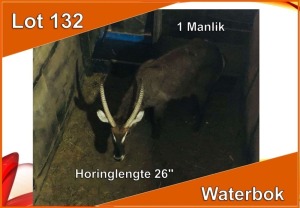 1x WATERBOK/WATERBUCK M:1 26"