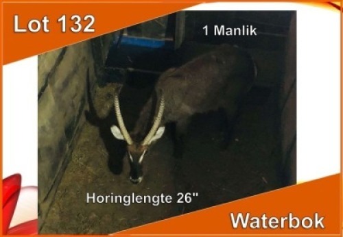 1x WATERBOK/WATERBUCK M:1 26"