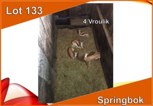 4x SPRINGBOK/SPRINGBUCK V/F:4 (Per stuk om lot te neem)