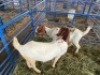 LOT 27 2X OOI/EWE BOERBOK Rhenosterhoek, Kobus van der Walt - 082926 0929 (Per stuk om lot te neem/Per Piece to take the lot) - 3