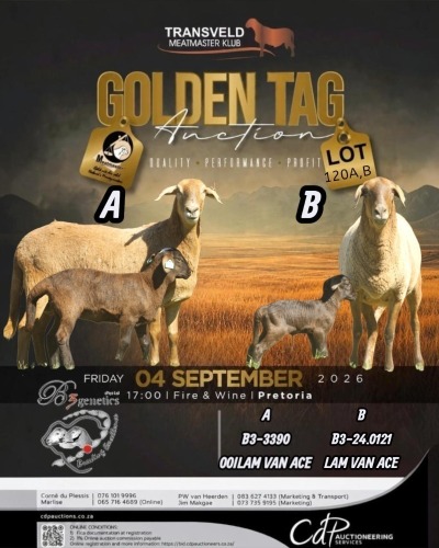 1 X MEATMASTER EWE B3 GENETICS
