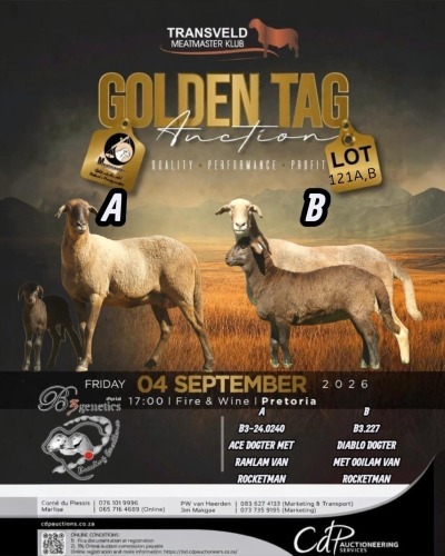1 X MEATMASTER EWE B3 GENETICS