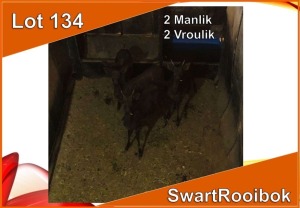 4x SWART ROOIBOK/BLACK IMPALA M:2 V/F:2 (Per stuk om lot te neem)