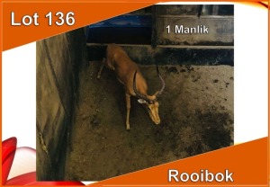 1x ROOIBOK/IMPALA M: 1