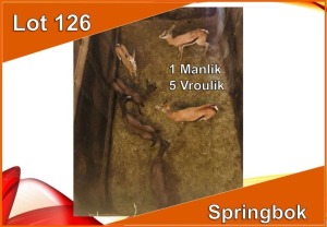 6x SPRINGBOK/SPRINGBUCK M:1 V/F:5 (Per stuk om lot te neem)