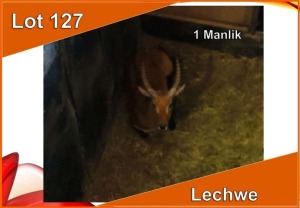 1x LECHWE M:1