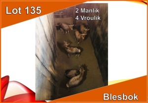 6x BLESBOK/BLESBUCK M:2 V/F:4 (Per stuk om lot te neem)