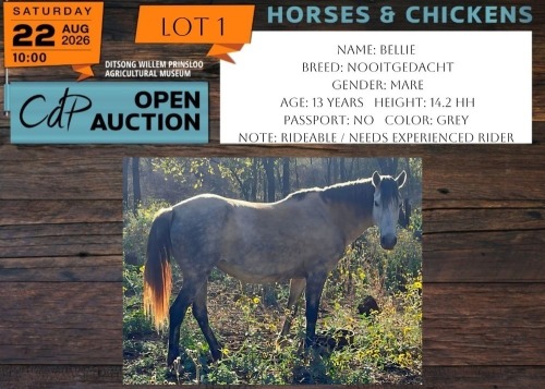 1 X HORSE BELLIE NOOITGEDACHT MARE KORRELS SNYMAN