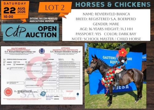 1 X HORSE REVIERVELD BIANCA S.A. BOERPERD MARE NABBA - LEANDRI DU TOIT