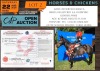 1 X HORSE REVIERVELD BIANCA S.A. BOERPERD MARE NABBA - LEANDRI DU TOIT