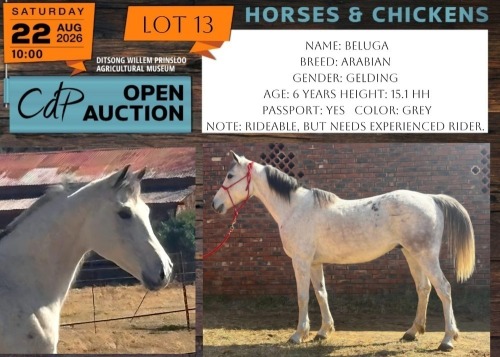 1 X HORSE BELUGA ARABIAN GELDING JACKIE JOUBERT TRUST