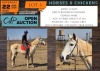 1 X HORSE SUNSET BOERPERD X FRIESIAN MARE CATHERINE VENTER