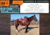 1 X HORSE OLIVER BOERPERD CROSS GELDING VILJOEN LIVESTOCK TRADING - ELICIA VILJOEN