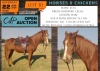 1 X HORSE ZOO BOERPERD CROSS MARE MARIJNA TE DAM