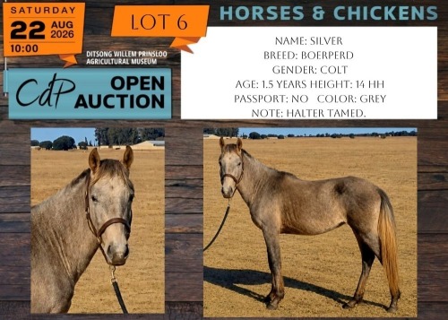 1 X HORSE SILVER BOERPERD COLT NABBA - LEANDRI DU TOIT