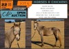 1 X HORSE SILVER BOERPERD COLT NABBA - LEANDRI DU TOIT