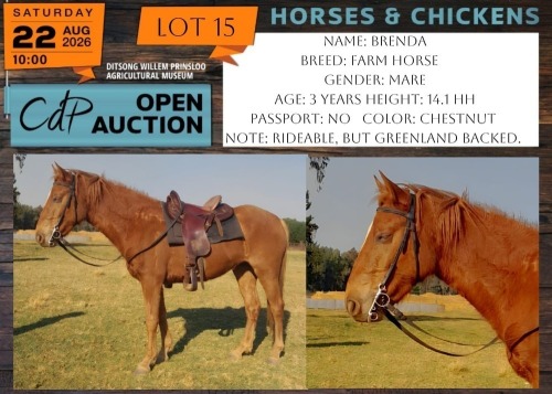 1 X HORSE BRENDA BOERPERD CROSS MARE MARIJNA TE DAM
