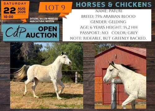 1 X HORSE PAFURI 75% ARABIAN GELDING JACKIE JOUBERT TRUST
