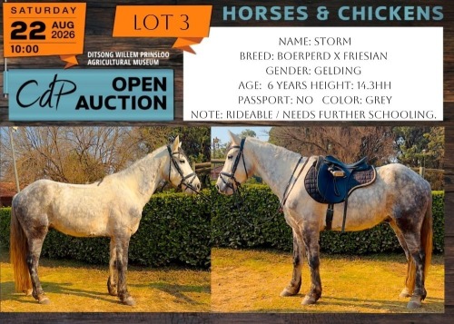 1 X HORSE STORM BOERPERD X FRIESIAN GELDING TERROUGES EQUESTRE - JESSIE ANN VAN ECK