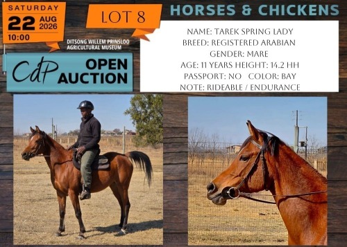 1 X HORSE TAREK SPRING LADY REGISTERED ARABIAN MARE PW VAN HEERDEN