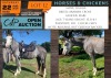 1 X HORSE DAHLIA ARABIAN CROSS MARE WILGERVLEI BOERDERY