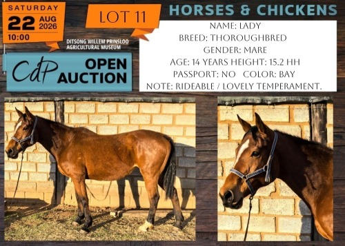 1 X HORSE LADY THOROUGHBRED MARE YOLANDIE VAN DER MERWE