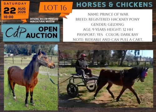 1 X HORSE PRINCE OF WAR HACKNEY PONY GELDING GABI VENTER