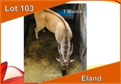 1x ELAND M:1