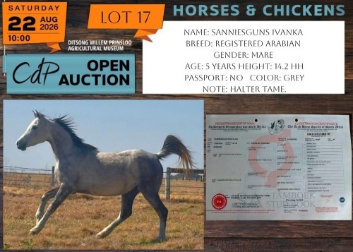 1 X HORSE SANNIESGUNS IVANKA REGISTERED ARABIAN MARE JACKIE JOUBERT TRUST