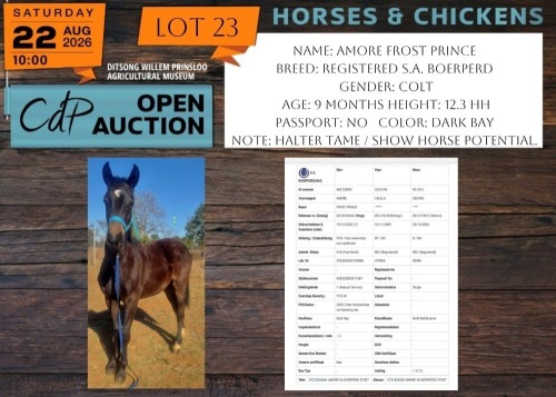 1 X HORSE AMORE FROST PRINCE S.A. BOERPERD COLT NABBA - LEANDRI DU TOIT