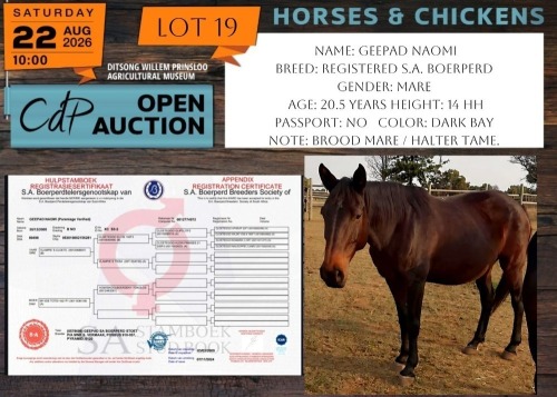 1 X HORSE GEEPAD NAOMI S.A. BOERPERD MARE NABBA - LEANDRI DU TOIT