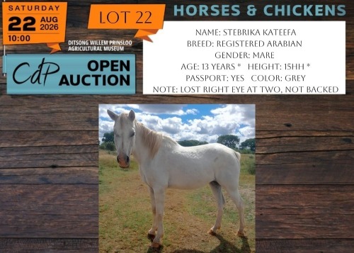 1 X HORSE STEBRIKA KATEEFA REGISTERED ARABIAN MARE JOHAN PHYFFER