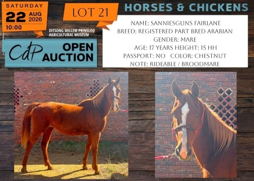 1 X HORSE SANNIESGUNS FAIRLANE REGISTERED ARABIAN MARE JACKIE JOUBERT TRUST