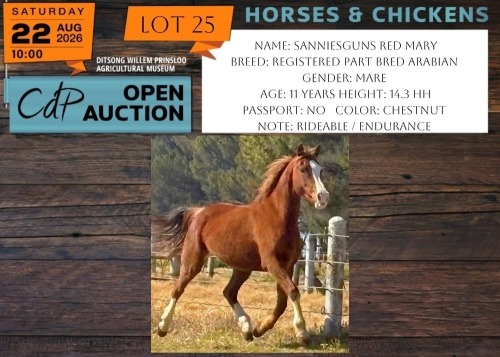 1 X HORSE SANNIESGUNS RED MARY REGISTERED ARABIAN MARE JACKIE JOUBERT TRUST