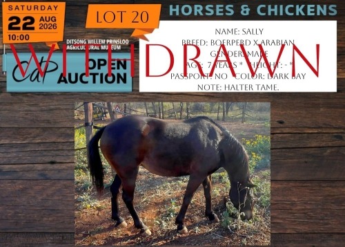 1 X HORSE WITHDRAWN