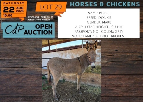 1 X DONKEY POPPIE DONKEY MARE PW VAN HEERDEN