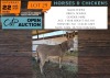 1 X DONKEY POPPIE DONKEY MARE PW VAN HEERDEN