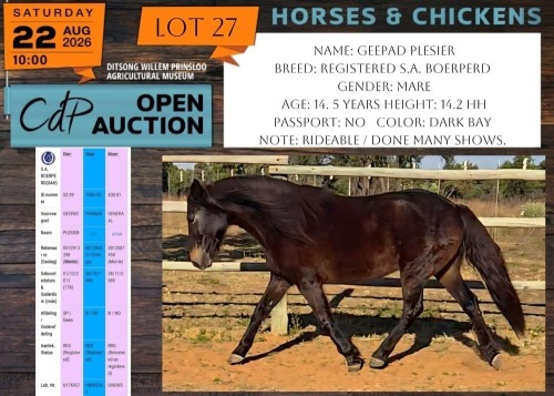 1 X HORSE GEEPAD PLESIER S.A. BOERPERD MARE NABBA - LEANDRI DU TOIT