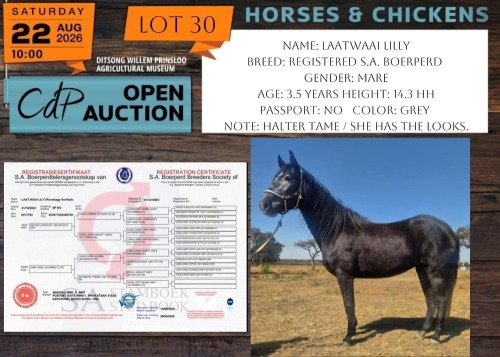 1 X HORSE LAATWAAI LILLY S.A. BOERPERD MARE NABBA - LEANDRI DU TOIT