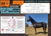 1 X HORSE LAATWAAI LILLY S.A. BOERPERD MARE NABBA - LEANDRI DU TOIT