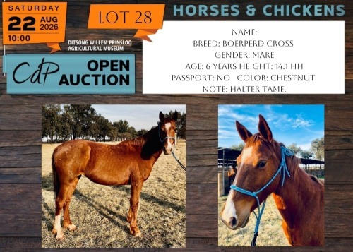 1 X HORSE BOERPERD MARE BERNICK FOURIE