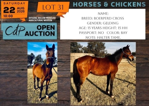 1 X HORSE BOERPERD GELDING BERNICK FOURIE