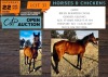 1 X HORSE BOERPERD GELDING BERNICK FOURIE