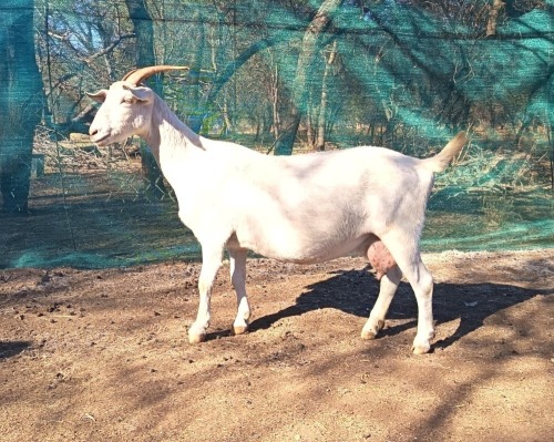 1 X Saanen Melkbok X Boerbok (SLEGS OP KATALOGUS) OOI